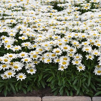 Leucanthemum x superbum Make My Daisy™ 'Happy' (265209)