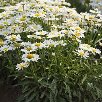 Leucanthemum x superbum Make My Daisy™ 'Happy' (265210)