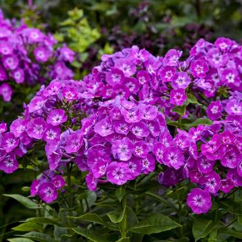 Phlox paniculata Garden Girls™ 'Dream Girl' (265214)