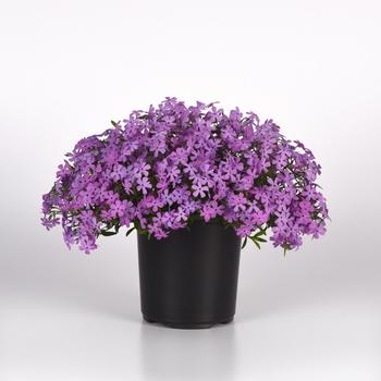 Phlox Spring Splash™ '' (265220)