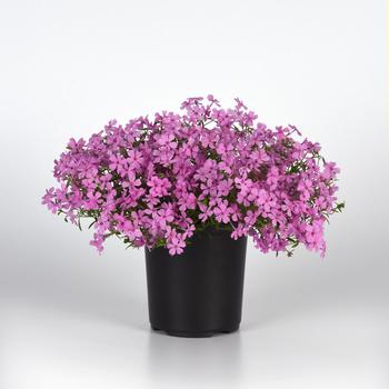 Phlox Spring Splash™ '' (265222)