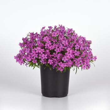 Phlox Spring Splash™ '' (265225)