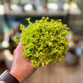 Selaginella 'Multiple Varieties' 