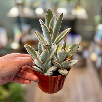 Kalanchoe tomentosa