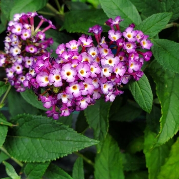 Buddleia 'PODARASNGA 9-15' 