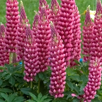 Lupinus polyphyllus 'Gallery Pink' 