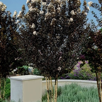 Lagerstroemia 'JM4' PPAF