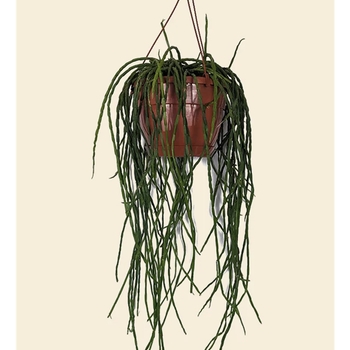 Rhipsalis paradoxa