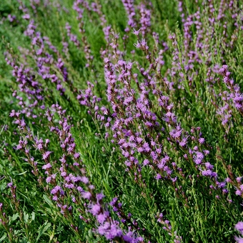 Liatris microcephala