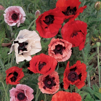 Papaver orientale 'Pizzicato' 