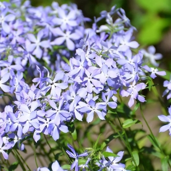 Phlox divaricata