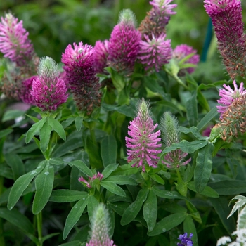 Trifolium repens 'Atropurpureum' 