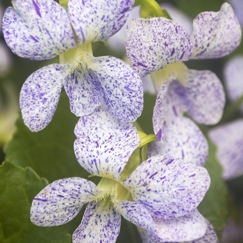 Viola sororia 'Freckles' 