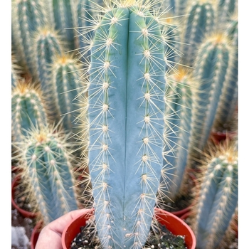 Pilosocereus azureus