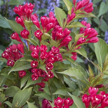 Weigela 'Crimson Kisses™' 