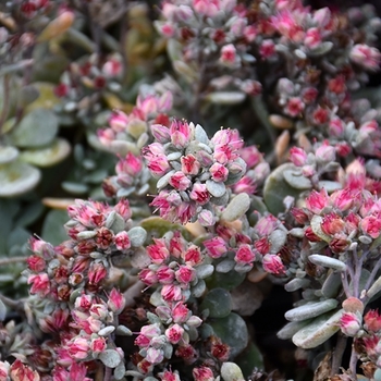 Sedum 'Blue Elf' PPAF