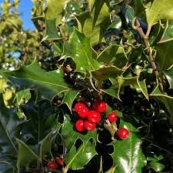 Ilex verticillata 'Combo' 