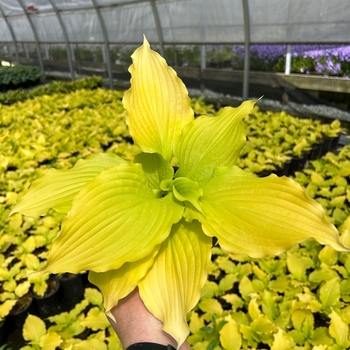 Hosta 'Yellow River' 