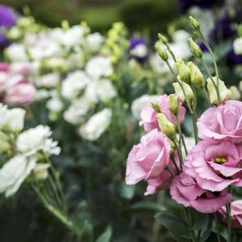 Eustoma grandiflora