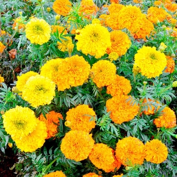 Tagetes 