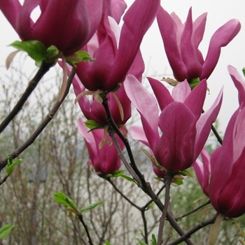 Magnolia x soulangeana 'Orchid' 