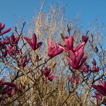 Magnolia liliflora 'Nigra' 