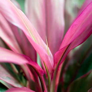 Cordyline fruticosa 'Maria' 