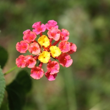 Lantana camara 'Irene' 