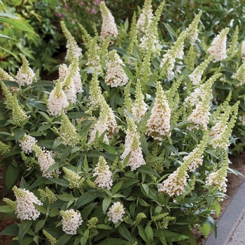 Buddleia davidii 'BotEX003' PP34525