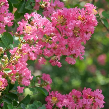 Lagerstroemia indica 'Cotton Candy' 