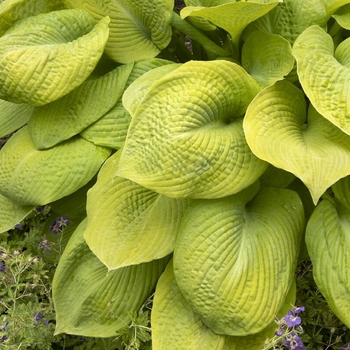 Hosta 'Rosedale Golden Goose' 