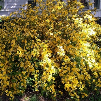 Kerria japonica 'Golden Guinea' 