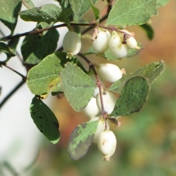 Symphoricarpos oreophilus