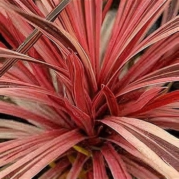 Cordyline 'Purple Sensation' 