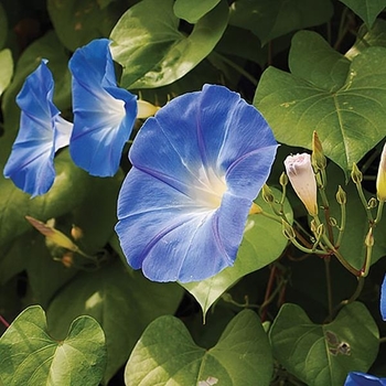 Ipomoea tricolor 'Heavenly Blue' 