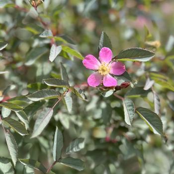 Rosa glauca (rubrifolia) '' (265971)