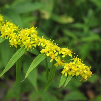 Solidago caesia