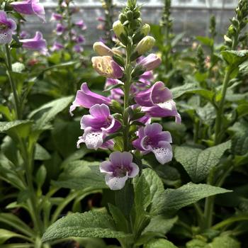 Digitalis purpurea 'Dalmatian Rose' 