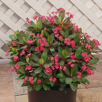 Euphorbia milii 'Apache Red' 