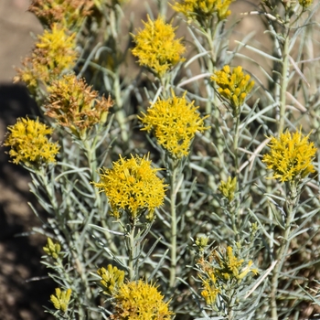 Ericameria nauseosa