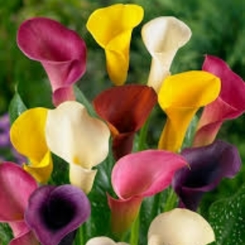 Zantedeschia 'Multiple Varieties' 