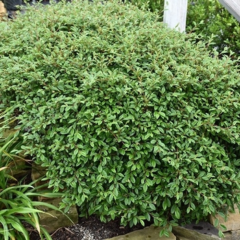 Cotoneaster salicifolius 'Scarlet Leader' 