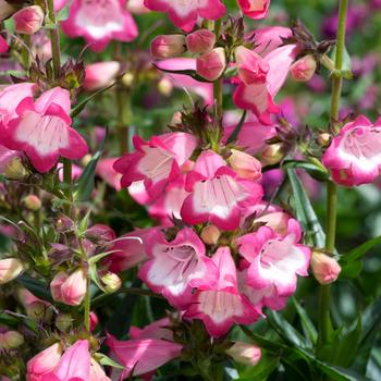 Penstemon Harlequin™ '' (266142)