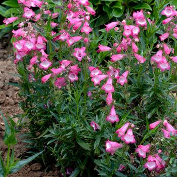 Penstemon Harlequin™ '' (266144)