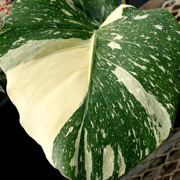 Monstera deliciosa 'Thai Constellation' (266147)