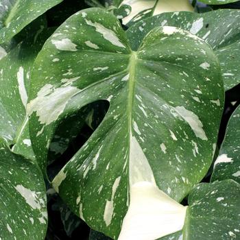 Monstera deliciosa 'Thai Constellation' (266148)