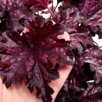 Heuchera Forever® 'Midnight' (266152)