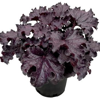 Heuchera Forever® 'Midnight' (266153)