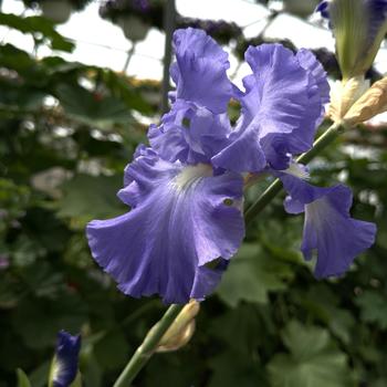 Iris germanica 'Victoria Falls' 