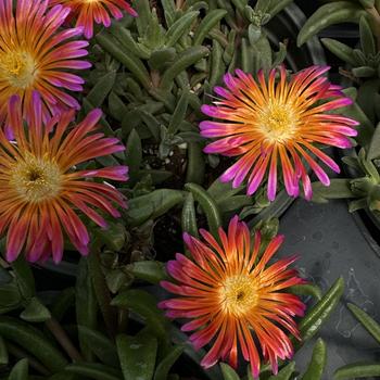 Delosperma Ocean Sunset™ 'Orange Glow' (266164)